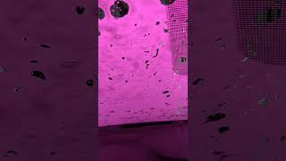 #iamdad #rebelforkicks #carwashdisco
