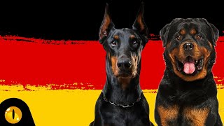 10 MOST POPULAR GERMAN DOG BREEDS