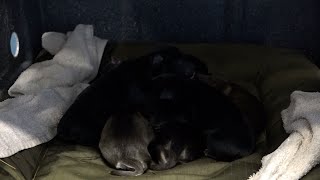 Humane Society of the Ochocos welcomes newborn puppies into brand new dog wing