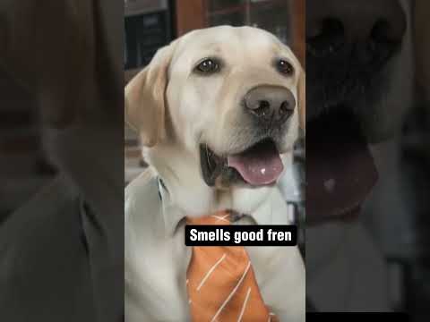 Microwaving salmon in the office, but your coworkers are dogs and they like the smell #shorts #dog