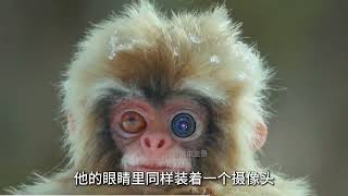 混入到猩猩家族內部的“動物攝像師” #動物世界 #動物解說 #動物紀錄片 #有趣的動物世界