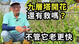 九層塔老化開花還有救嗎?3步驟救回開花的九層塔，剪對枝條重長新葉，讓九層塔回春| 阿星種植