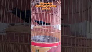 Menikmati Proses | Burung Tuwu Parput dalam proses penjinakan [ #short