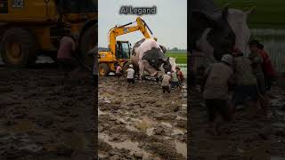 Villagers unite to save 25-foot-long golden cow! #GiantAnimalRescue #EpicRescue #UnbelievableSize