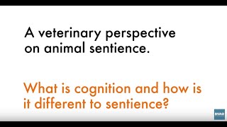 A veterinary perspective on animal sentience: what is cognition?