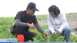 蔡英文鳳林瓜園行腳 傾聽在地聲音