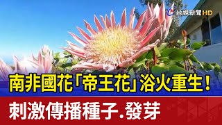 南非國花「帝王花」浴火重生！ 刺激傳播種子.發芽