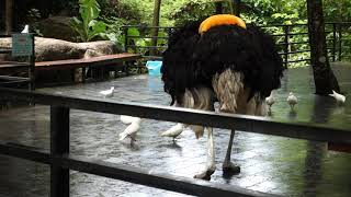 2019年海南三亚亚龙湾热带天堂森林公园鸵鸟 Ostrich at Yalong Bay Tropical Paradise Forest Park in Sanya, Hainan Province
