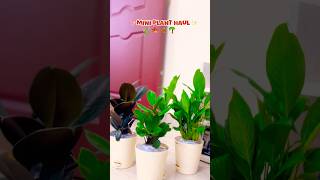 Plant haul #ytshorts #explore #planthaul #lily #youtubeshorts #gogreen #fyp #viral #trending #green