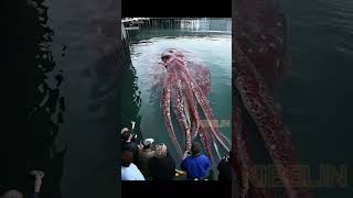 Giant Squid Caught by Fishermen!🐙🦑🦐🦀  #deepseafishing #giantseacreature #fishingexploration