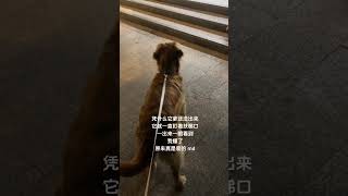 永远叫不醒一只装看不到的狗﫰 #金毛 #萌宠日常记录 #动物的迷惑行为