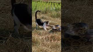 SI PYTON HANYA BISA PASRAH ‼️ #cat #funny #cute #animals #snake #kitten #ular #ularbesar #ai