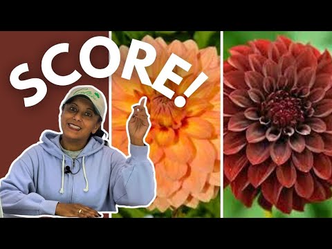 Dahlia Plant Haul & Saving Money In The Garden || Budget Gardening