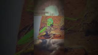 Mantis in Danger! A Venomous Spider Strikes—Can It Survive? 😱☠️