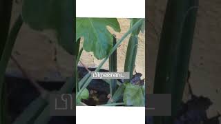 how to make pirandai chutney #pirandai #pirandaithuvaiyal #plants