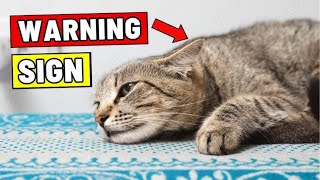 WARNING: 7 Hidden Signs Your Indoor Cat is Too Hot 🥵😿