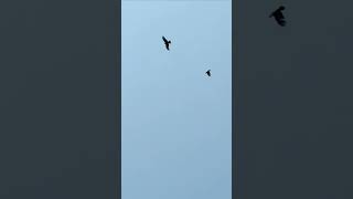 A Crow Chasing off the Black kite #crowvskite #ytshorts #airshow #airfight