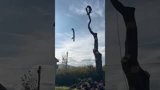Music talent on this job site! #arblife #climbingarborist #treeclimbing #music