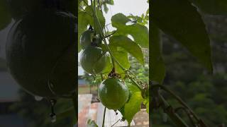 Passion fruit #farming #shorts #youtubeshorts #shortsafrica #youtube #food #shortsvideo #farmingtips