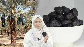 Kenapa Kurma Ajwa Mahal?