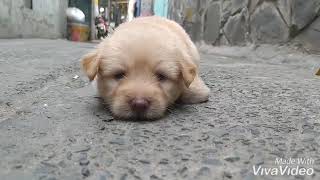 Nhật lai ShihTzu.Giá : 1tr1.Sđt : 0382959273