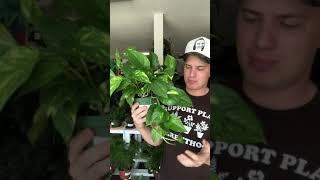 Golden Pothos Care Guide (devils ivy)