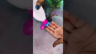 waste grapes stem craft ideas 🍇 #diy #viral #handmade #craft #art #cute #shorts