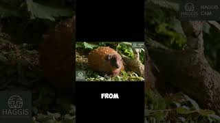 Scotland's Irn-Bru Wild Haggis Animal #scotland #wildlife #haggis