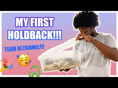 Clutch 1 of the 2022 ball python season update