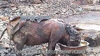 坚强的猪坚强 #奇闻趣事 #可爱动物 #动物世界