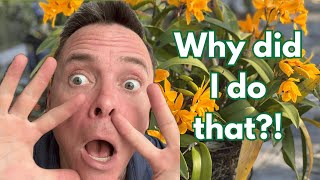 10 Orchids, 10 Choices: Why I Grew Them This Way