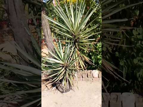 Most hardly plant #yucca #plants #gardening #reels