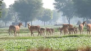 How Many cubs can have a Nilgai? @techearth,