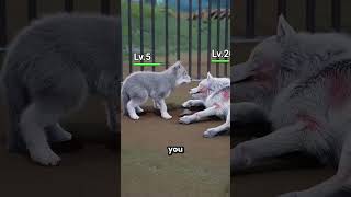 The Wolf Is Very Hungry 😭😱
