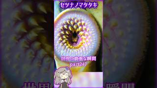 あなたがきっと驚愕する世界の貴重な瞬間 part247 #写真  #voicevox #didyouknow #面白い #雑学 #癒し #1分雑学 #トリビア #冥鳴ひまり