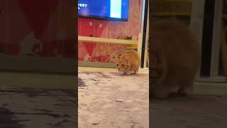 #cute #comedy #cat #fypシ゚viral #trending #new