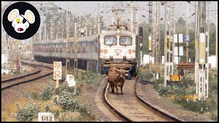 Trains encounters Invasive Species – 20 Terrifying Crash Moments You Won’t Believe #crash #animal