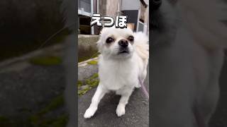 今更すぎるえっほえっほ    #dog #チワワ #いぬのいる生活 #えっほえっほ #あるある #short