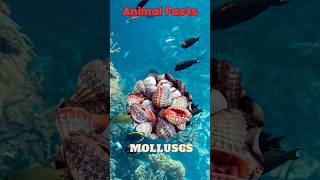 Animal Facts | Headless Wonders: Molluscs Without Brains