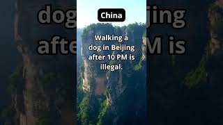 funny laws China beijing dog #china #chinafacts #chinese