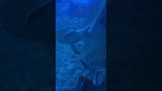 Shark tank Sealife