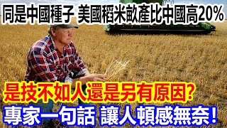 同是中國種子，美國稻米畝產比中國高20%，是技不如人還是另有原因？ 專家一句話，讓人頓感無奈！