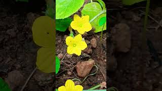 #அழகான மலர்கள்# 🏵🌸🌼☘️