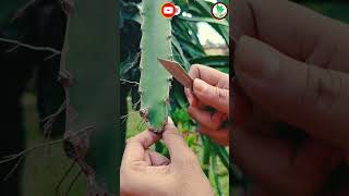 Grafting of dragon fruit tree #shortsfeed #viral #gardening #dragon #grafting #graftingtechniques