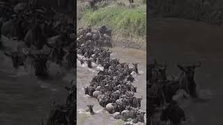 Epic Wildebeest Crossing, Masai Mara, Kenya