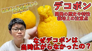 【栽培者必見】衝撃の不知火（デコポン）開発の歴史や特性！栽培上の注意点！