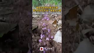 Is the ant king having a wedding? 蚂蚁国王结婚 #ant #marriage #marry #nature #naturelovers #fun  #video