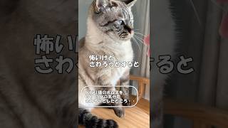 I tried to touch the scaredy cat Poms in CAT CITY... #shorts #cat #cat