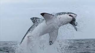 【極限狂鯊 Shark Special】7/19起 每周四晚上11點  國家地理  廣告宣傳