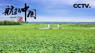 微山湖10万亩天然荷花竞相绽放 “映日荷花别样红”风景独美！《航拍中国》第三季 一同飞越 山东【CCTV纪录】